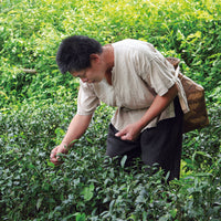 Eastern Beauty Middle Grade