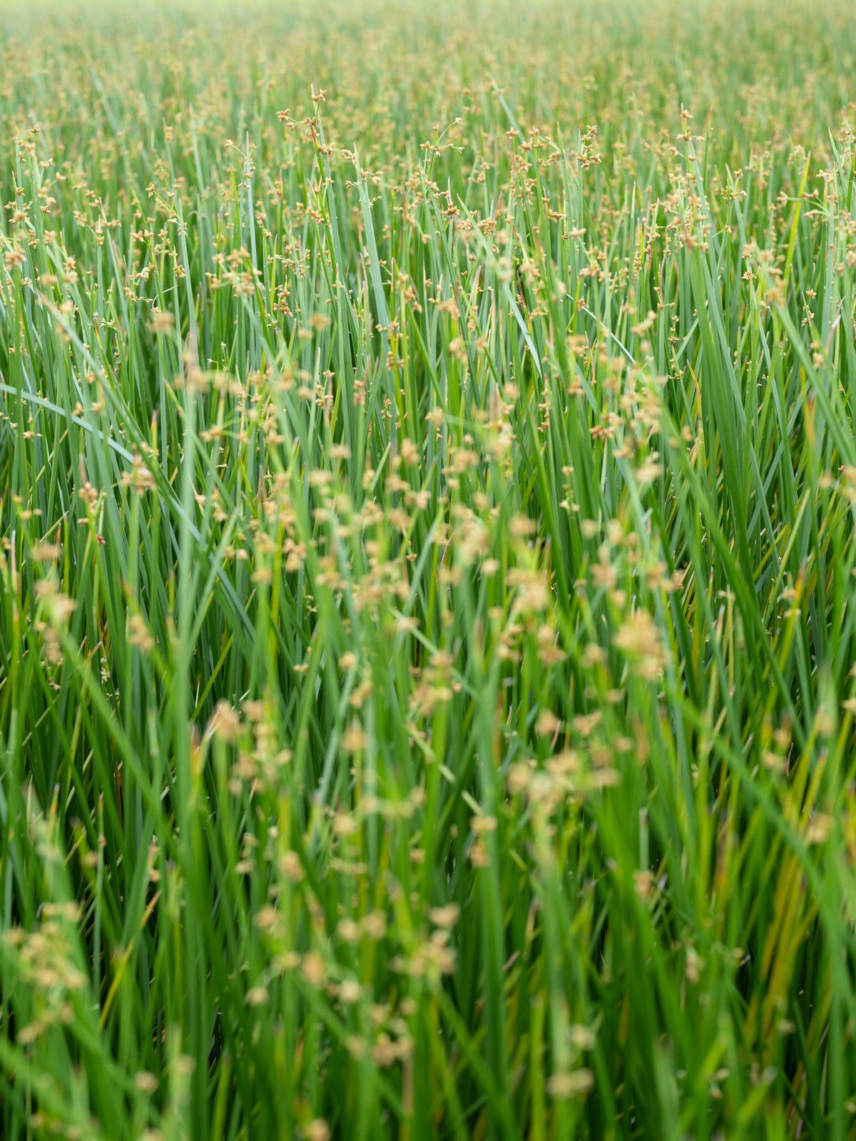 Rush growing in the fields of Yuanli, Miaoli